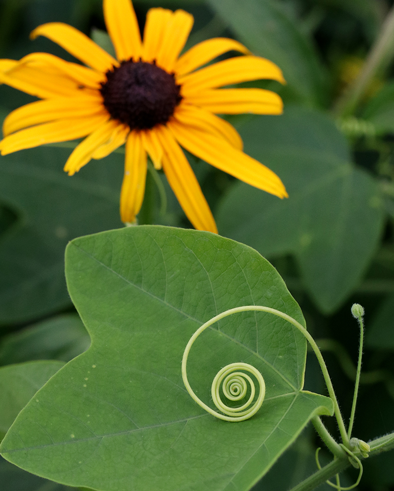 Yellow passionflower tendril in front of orange coneflower.