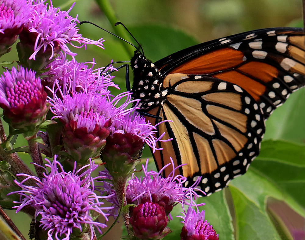 Monarch nectaring on tall blazing star. 