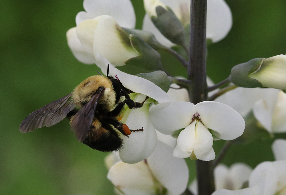 Bumble bee on while wild indigo