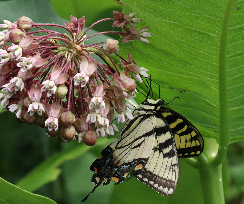 Eastern tiger swallowtail on common milkweed 