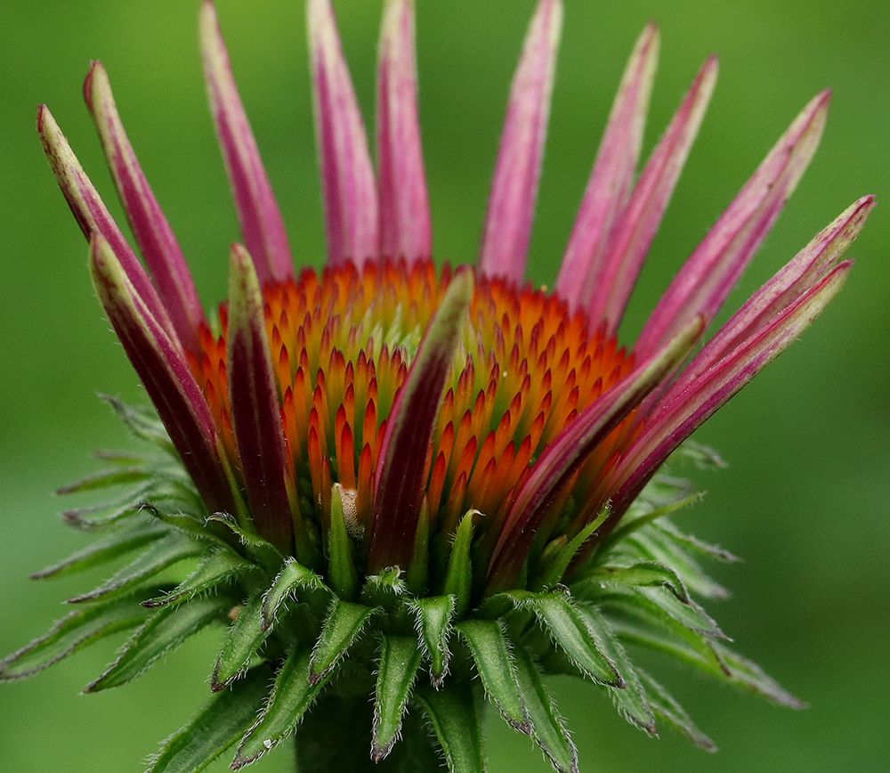 Purple coneflower unfurling its petals.