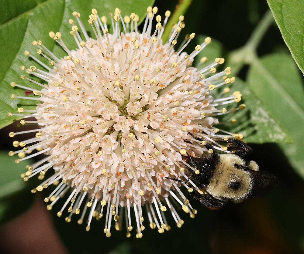 Bumble bee on buttonbush 