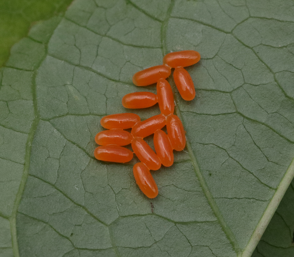 Passionflower flea beetle eggs on purple passionflower vine.