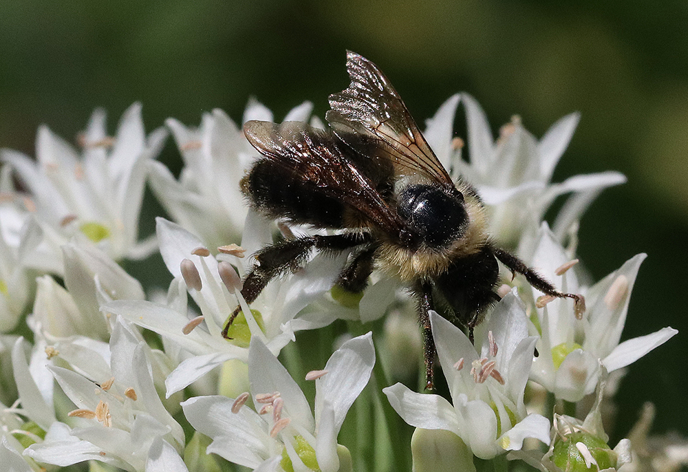 Bumble bee foraging on native nodding onion