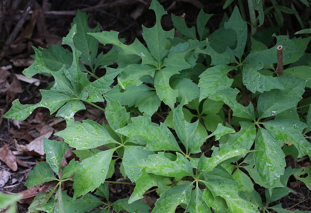 Virginia creeper vine that has been targeted by leafcutter bees. The female bee cuts sections of the leaves to line the nest cavity.