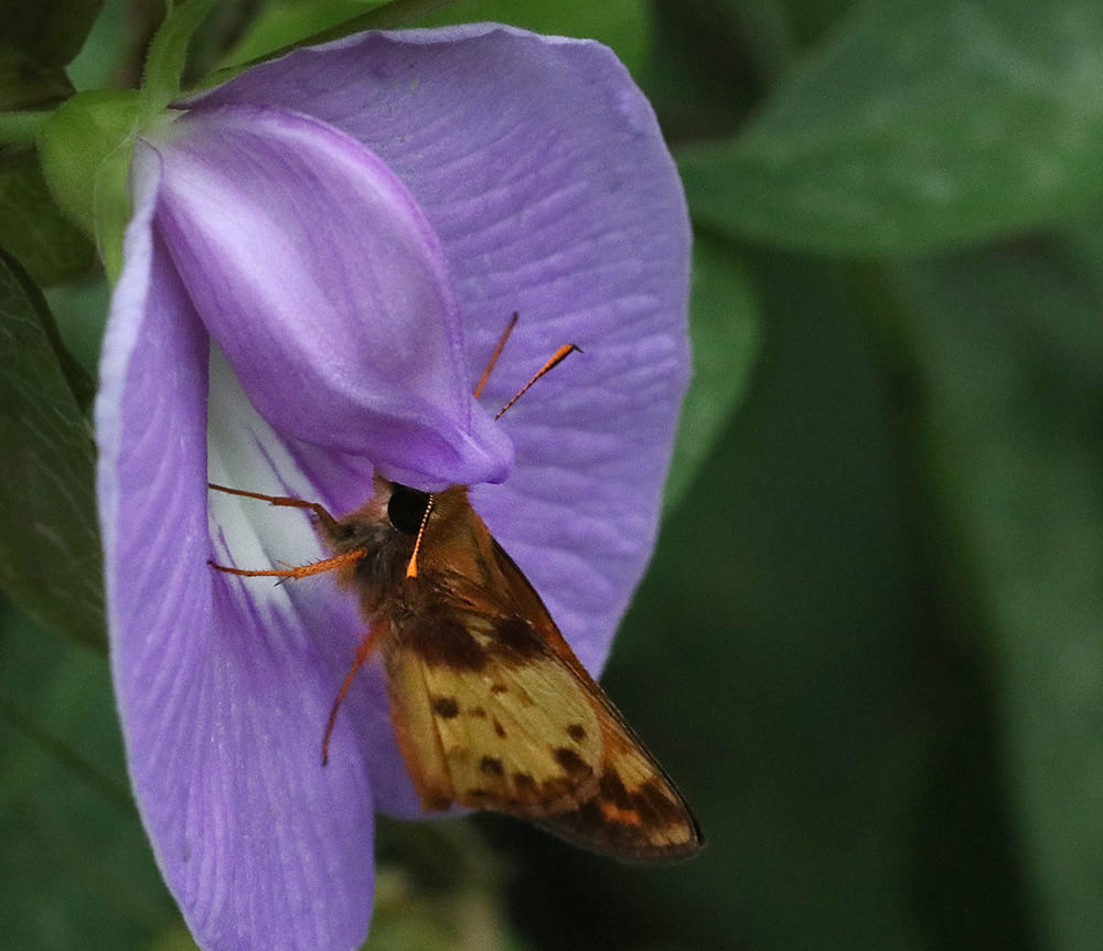 Zabulon skipper on spurred butterfly pea vine. 