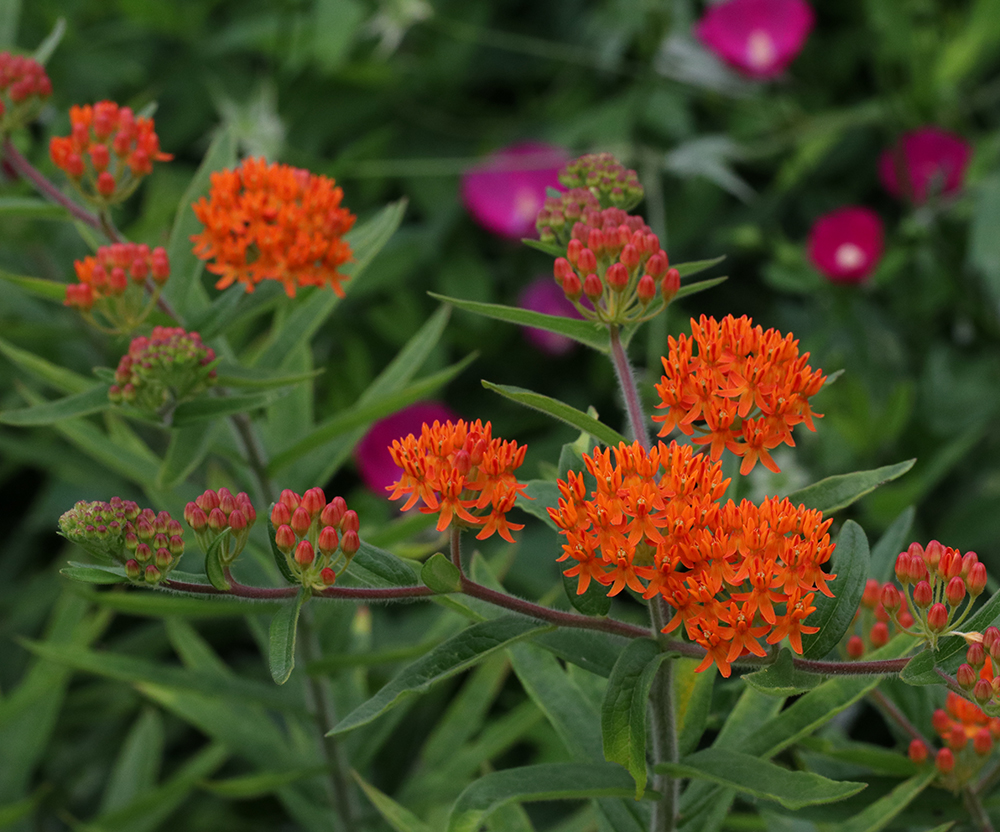 Butterfly weed with prairie poppy mallow 