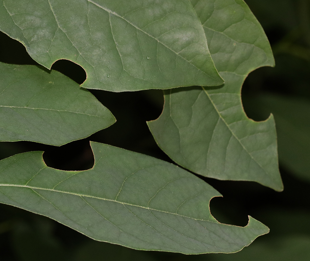 Leafcutter bee activity on spicebush leaves. The female leafcutter bees cut sections of leaves and use them to line their nest cavities.