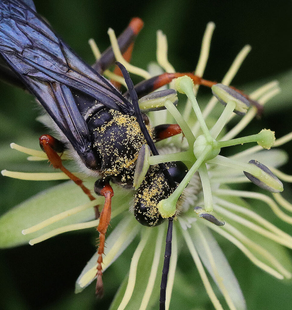 Katydid wasp on yellow passionflower. The bloom of this native vine is smaller than a quarter but attracts many different pollinators. 