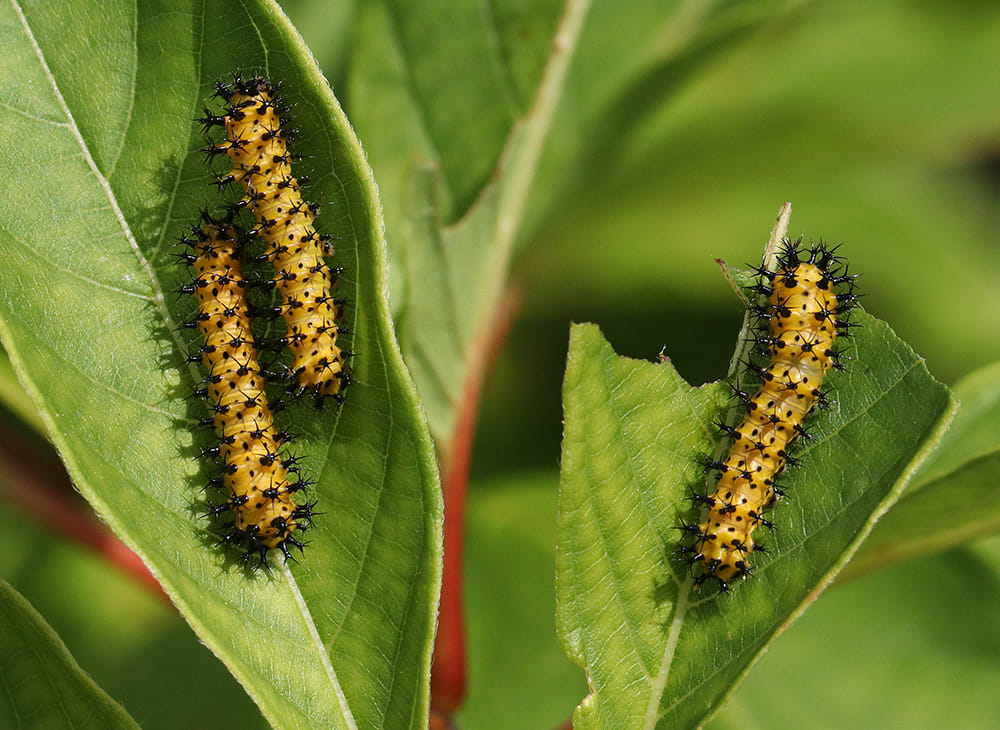 Second instar cecropia caterpillars on buttonbush.