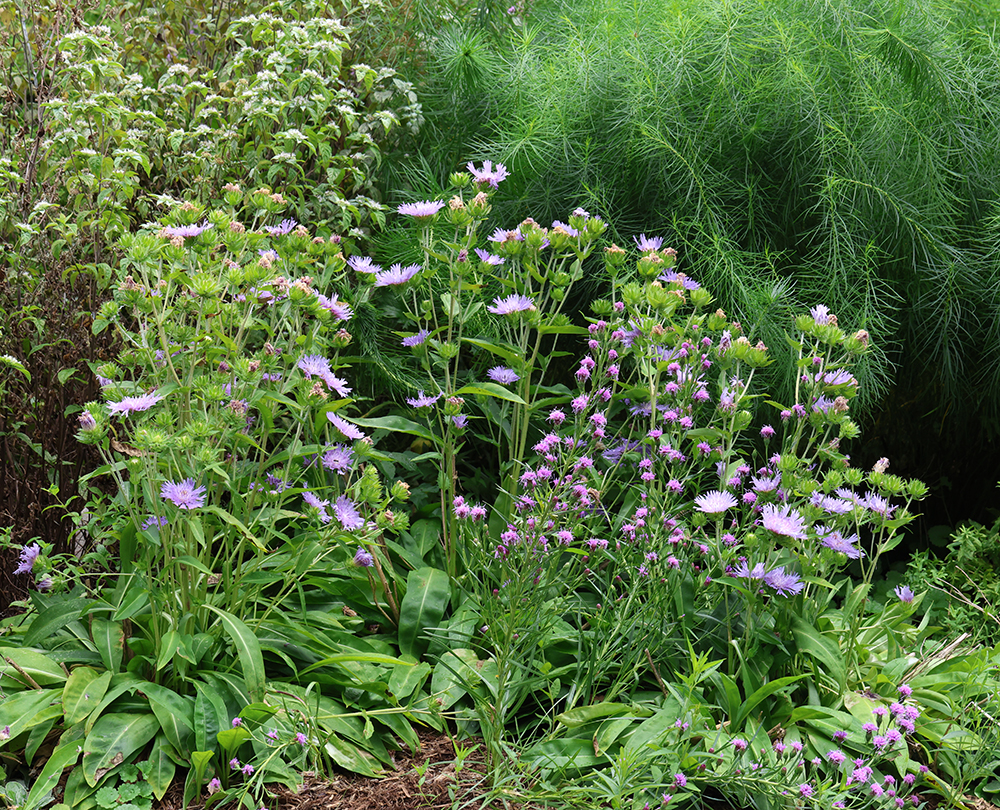 Nice combination of stoke's aster with Ontario blazing star, Arkansas bluestar, and mountain mint. This species of Liatris is native to Alabama, Tennessee, and the mid-west all the way north to Ontario.