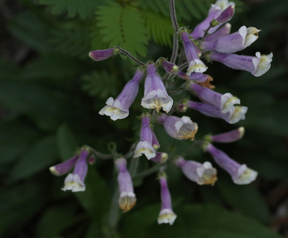 Hairy beardtongue.