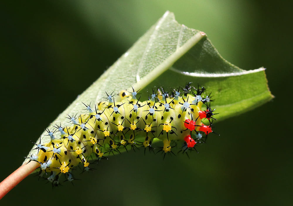 Third instar cecropia caterpillar on buttonbush.