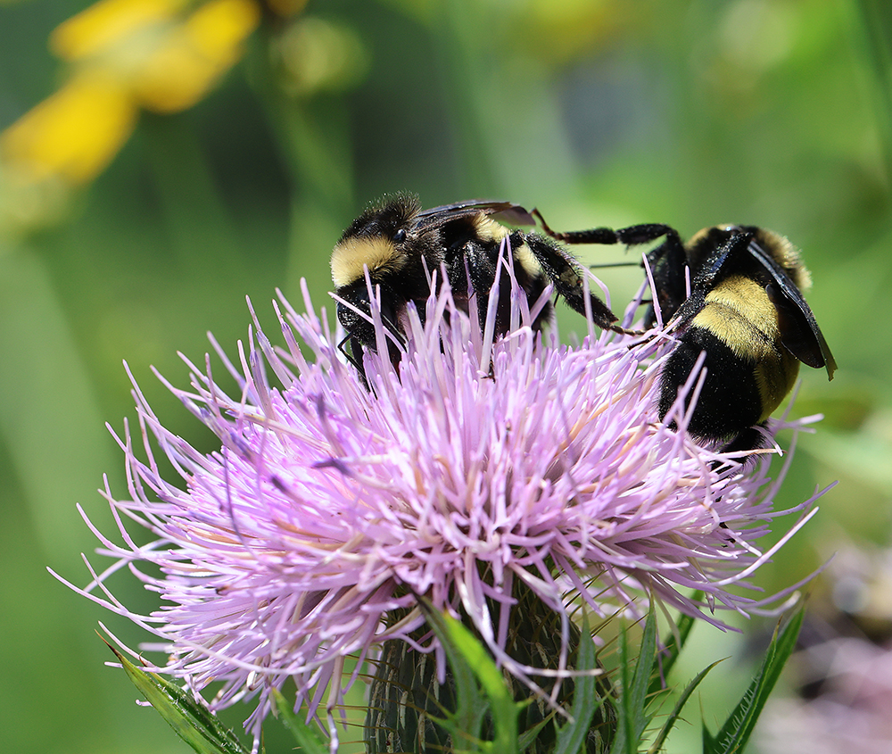 American bumble bees on native field thistle.