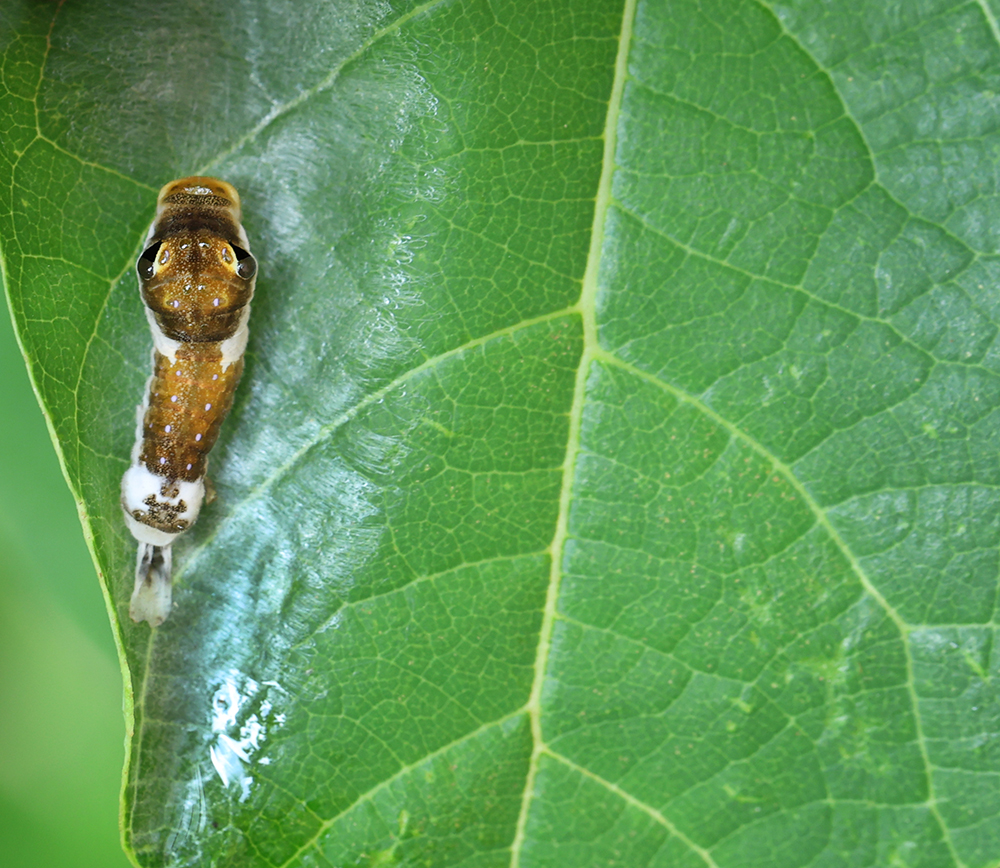 Early instar spicebush swallowtail caterpillar on spicebush.