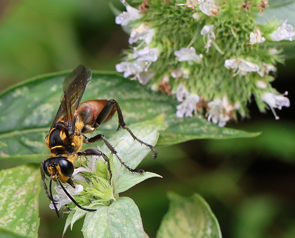 Beautiful golden-reined digger wasp on mountain mint.