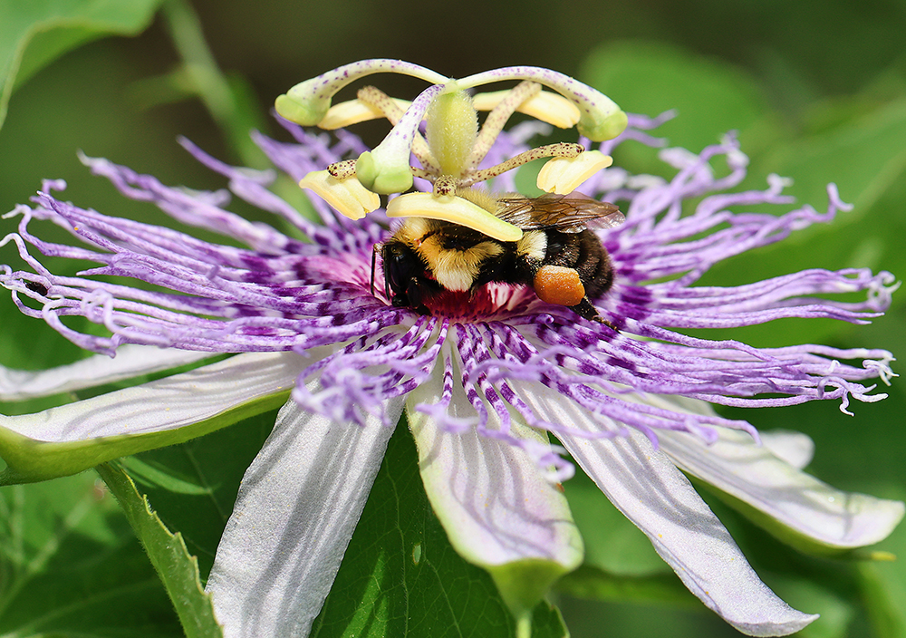 Bumble bee on purple passionflower vine. 