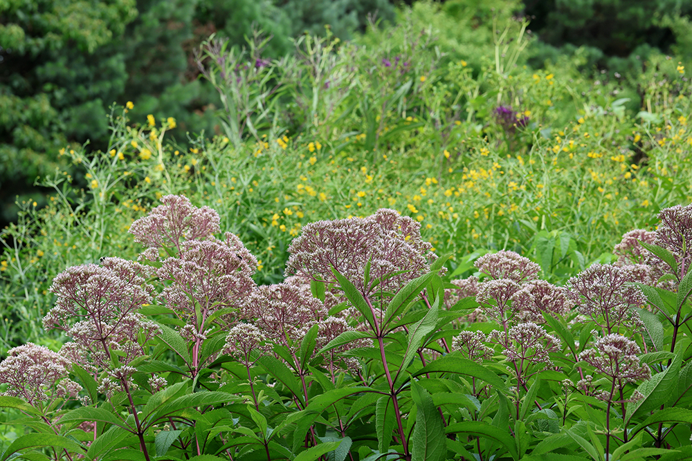 Joe-pye weed with tall tickseed, cup plant, and giant ironweed.