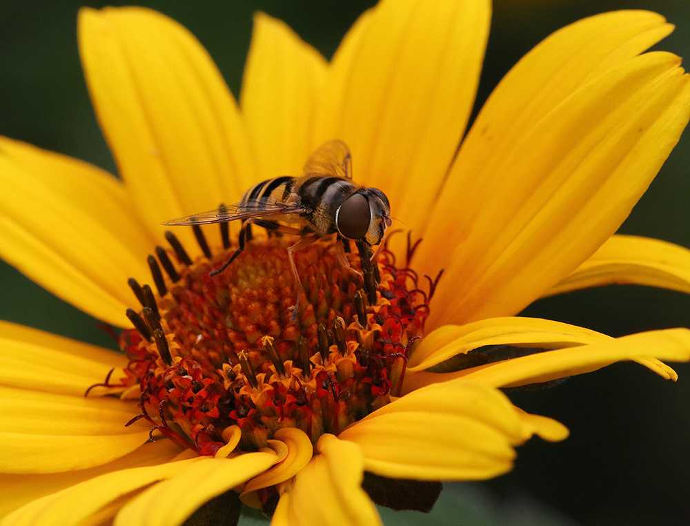 Syrphid fly on oxeye daisy