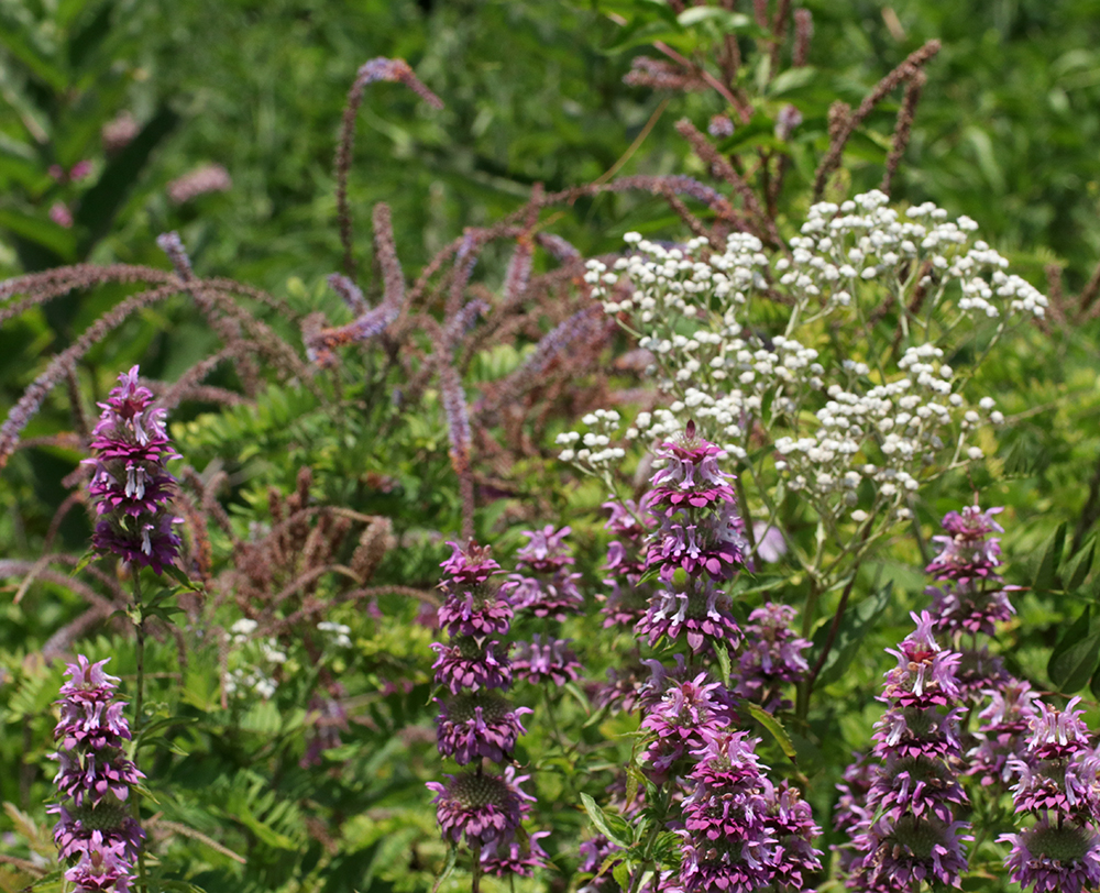 Lemon bee balm with wild quinine and dwarf indigo bush.