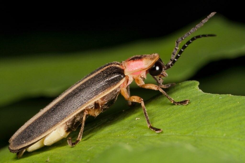 Closeup image of a firefly on a leaf.