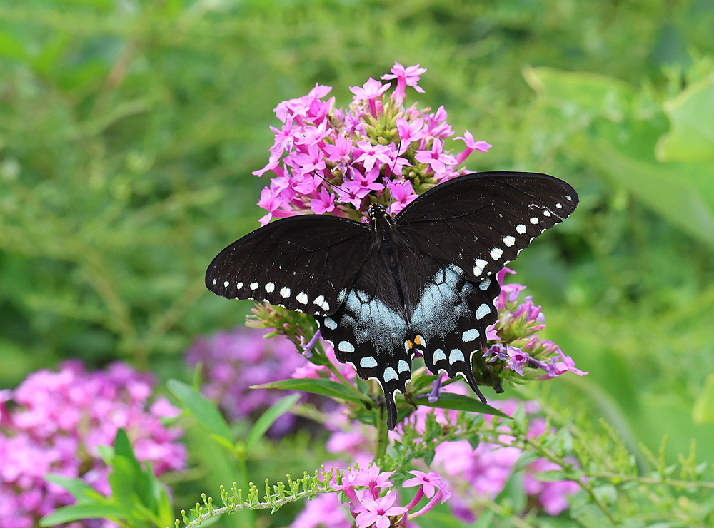 Spicebush swallowtail on 'Jeana' garden phlox.