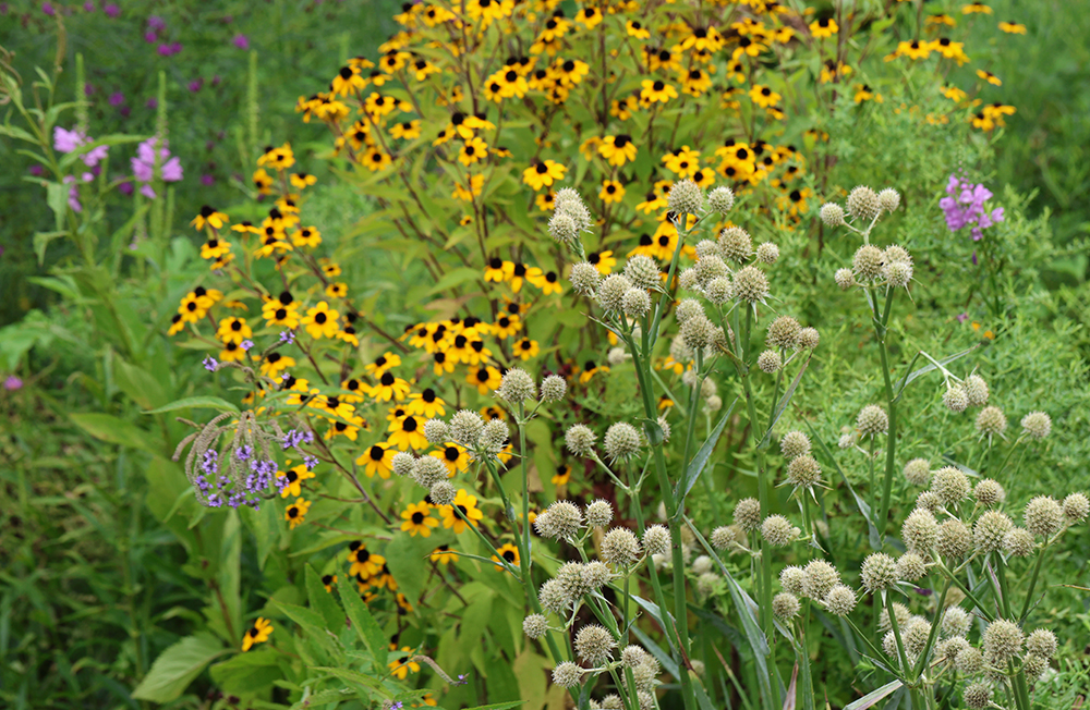 Obedient plant, brown-eyed susan, blue vervain, and rattlesnake master.