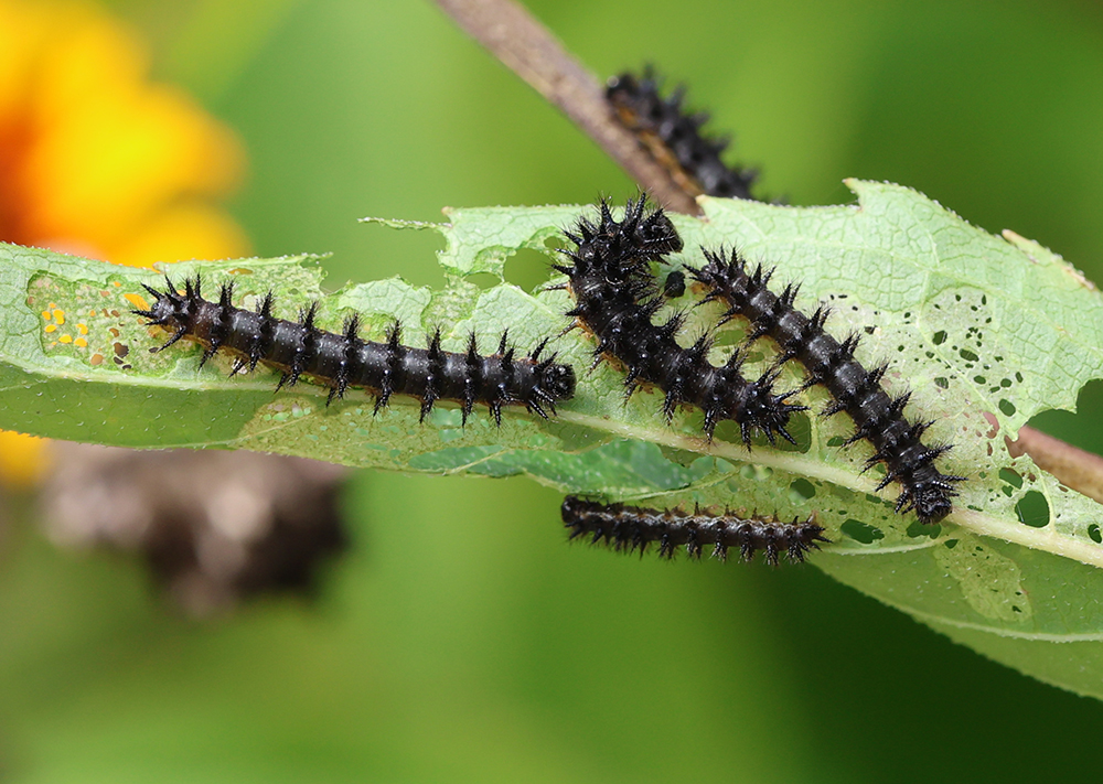 Silvery checkerspot butterfly caterpillars on Heliopsis.