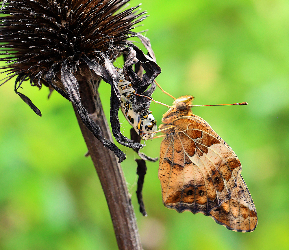 recently eclosed variegated fritillary butterfly on a coneflower seedhead