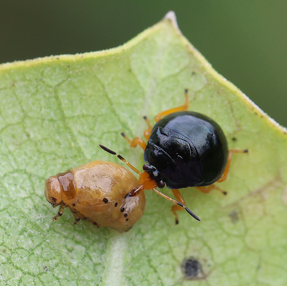 a predatory anchor bug nymph feeding on a milkweed beetle larva