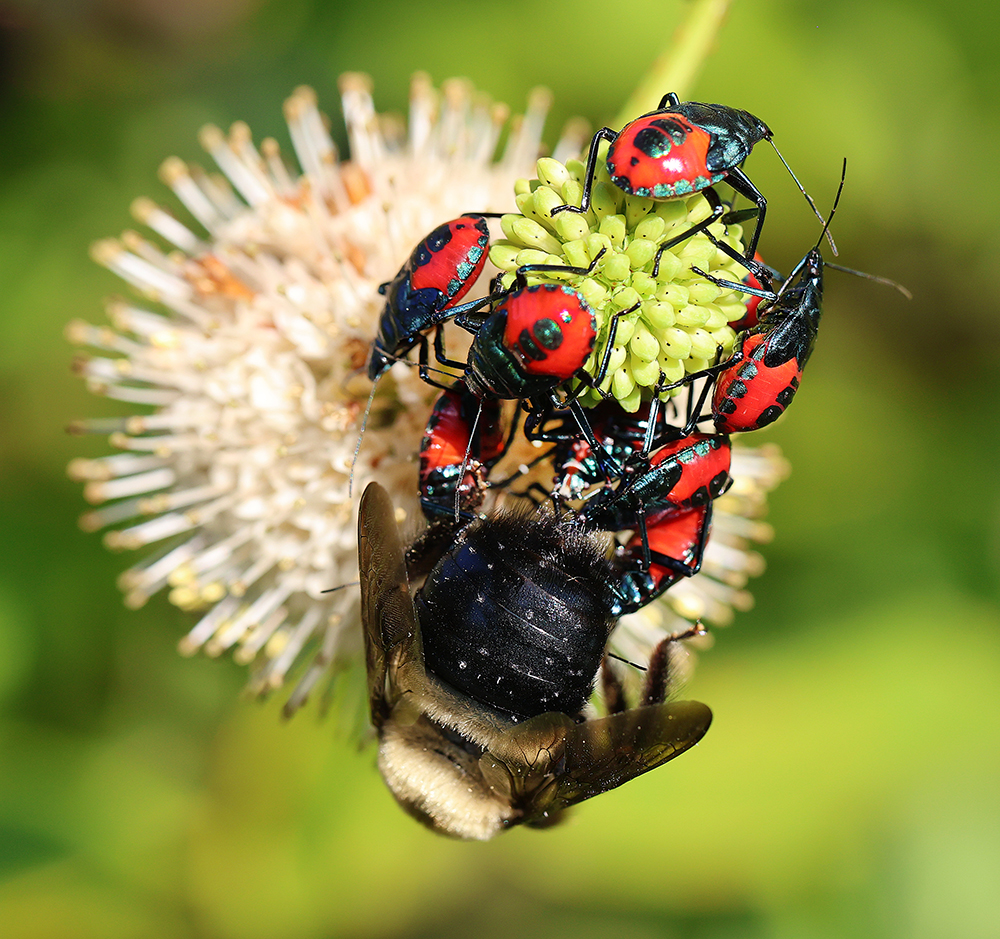 Florida predatory stink bug nymphs feeding on a bumble bee on the buttonbush shrub