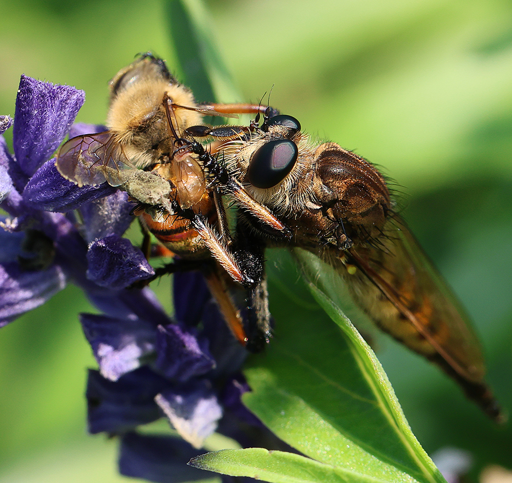 Red-footed cannibal fly feeding on a honey bee,