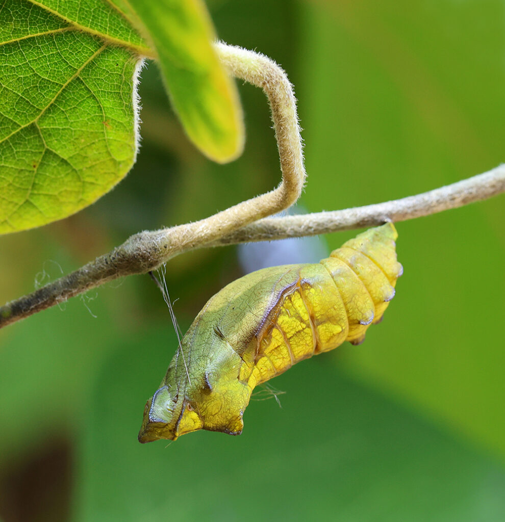 Pipevine swallowtail chrysalis on pipevine.