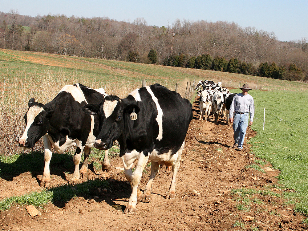 Dairy cows at Lindale Farm. 