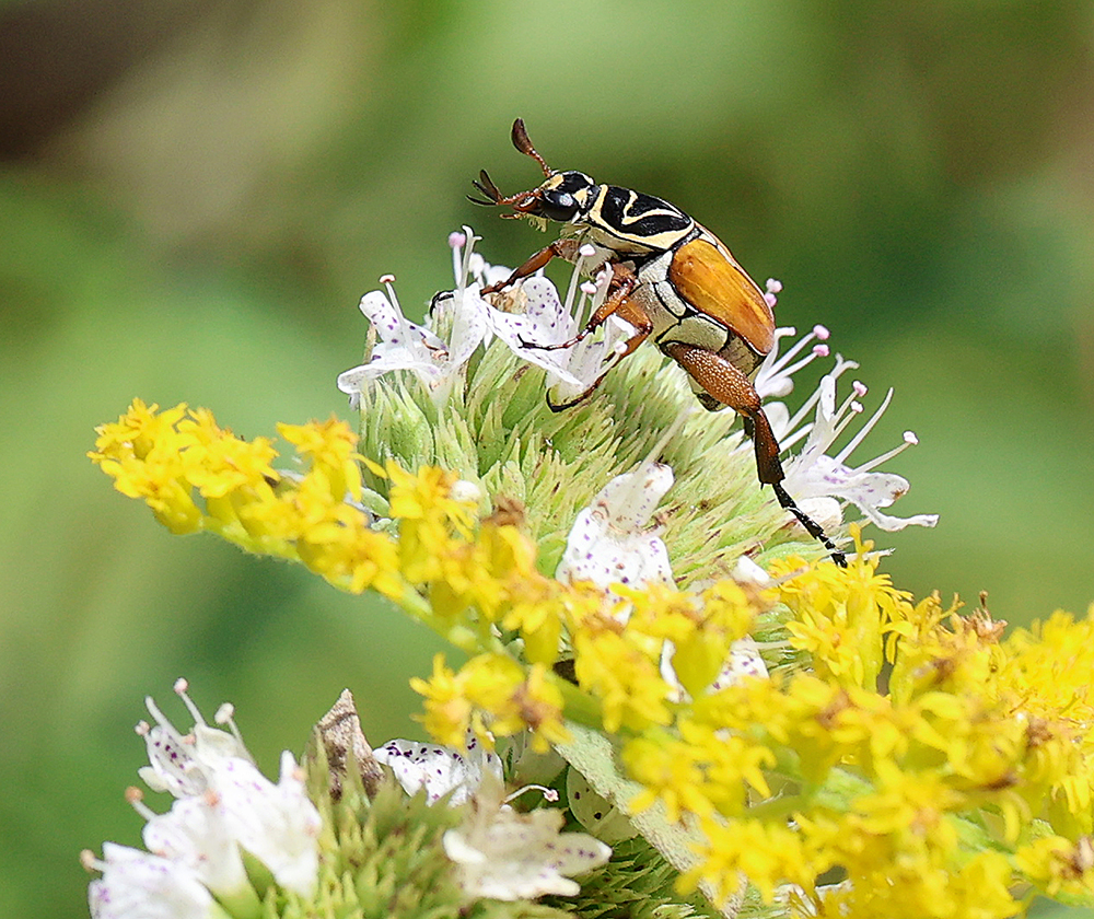 Delta flower scarab beetle on mountain mint.