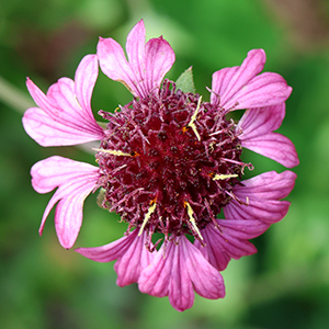 Light Pink sparse petals around a dark red center.