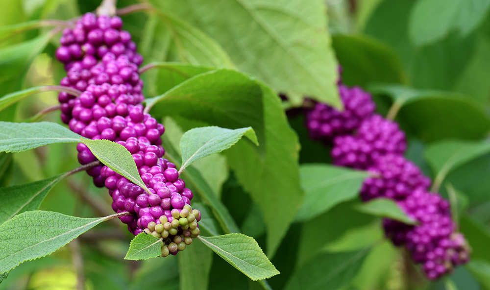 The American beautyberries are almost at peak ripeness. 