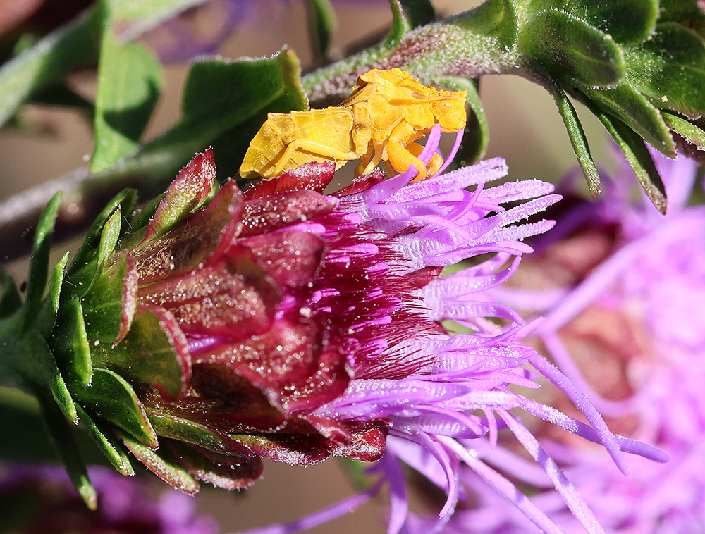 Ambush bug on devil's bite