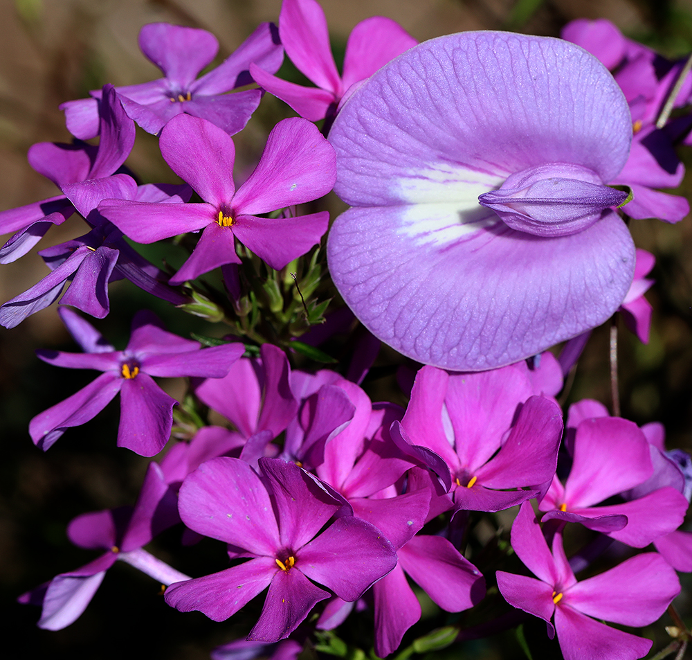 Spurred butterfly pea vine and narrow-leaf Carolina phlox. 