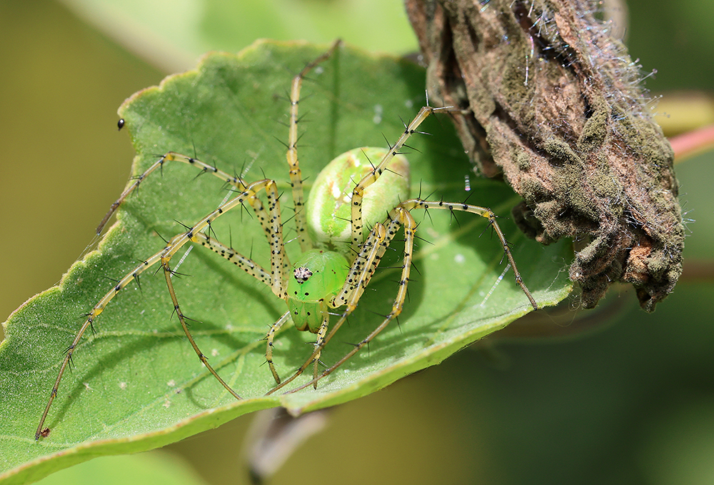 Gravid green lynx spider on velvet mallow.