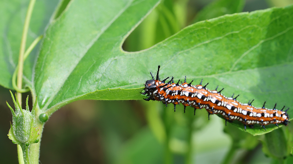 Variegated fritillary caterpillar on purple passionflower vine.