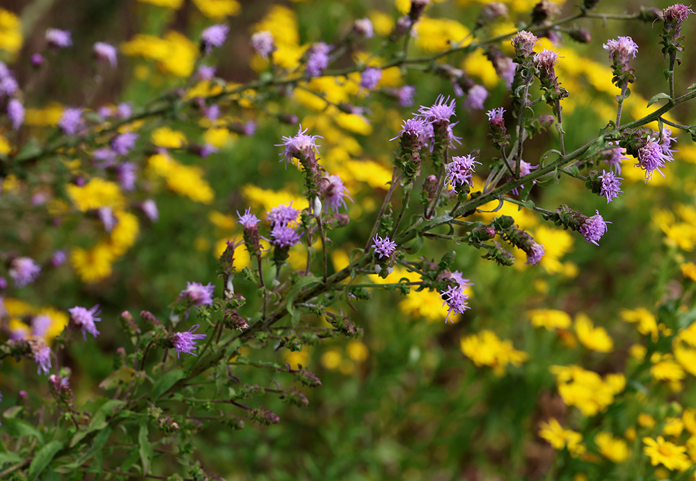 Appalachian blazing star with Maryland golden aster 