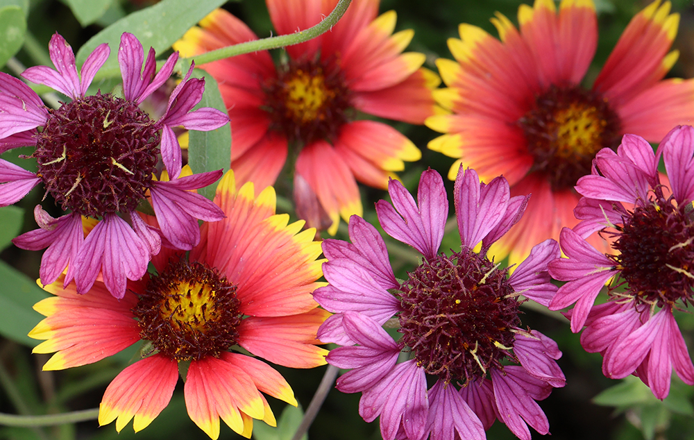 Indian blanket and lanceleaf blanket flower are at peak bloom in the fall.