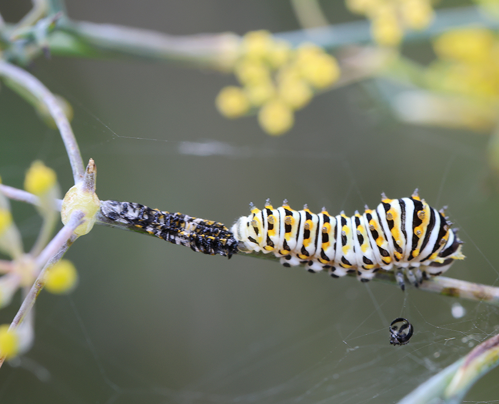 Black swallowtail caterpillar that has just molted. Its shed exoskeleton is to the left.