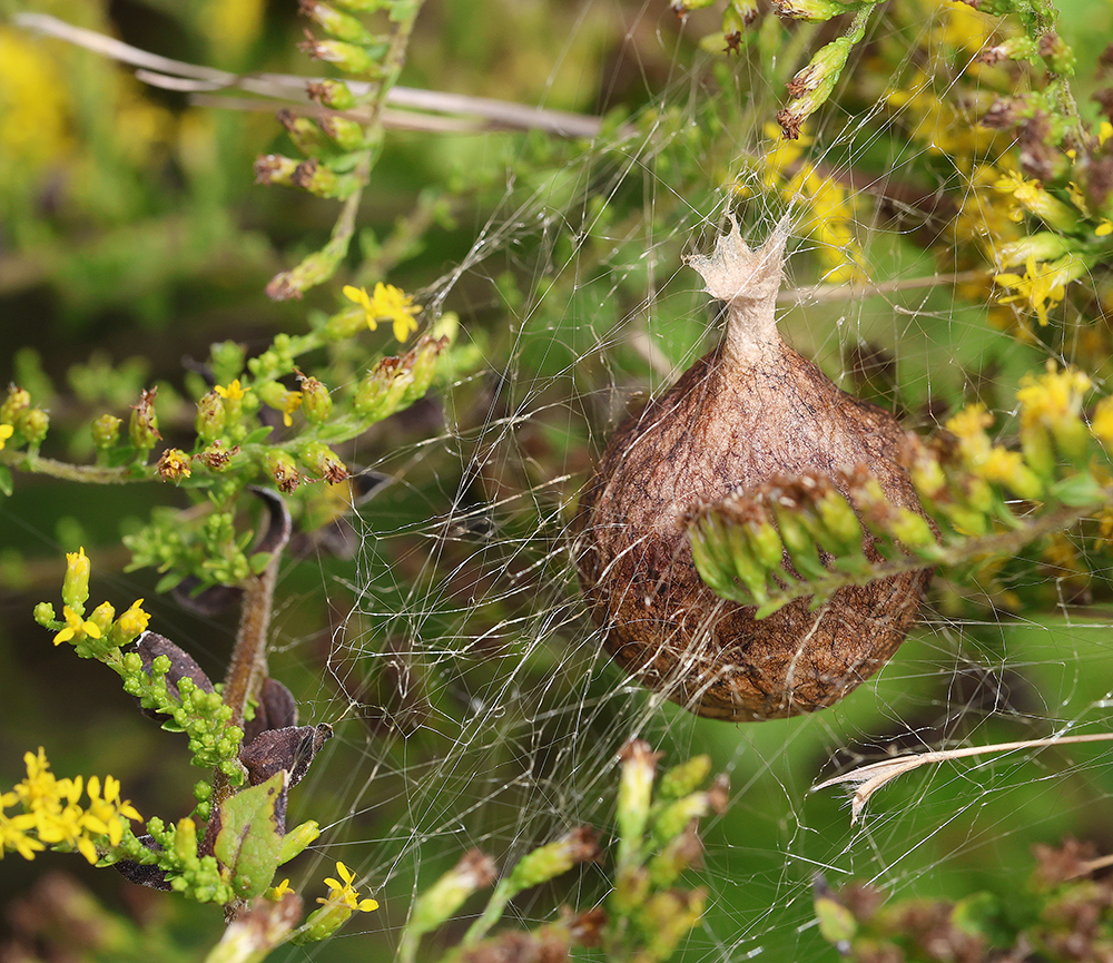 Beautiful egg sac of an Argiope spider.