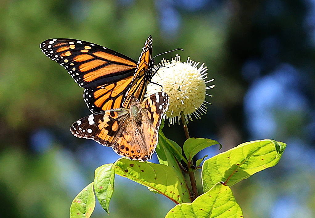 Monarch and painted lady on buttonbush