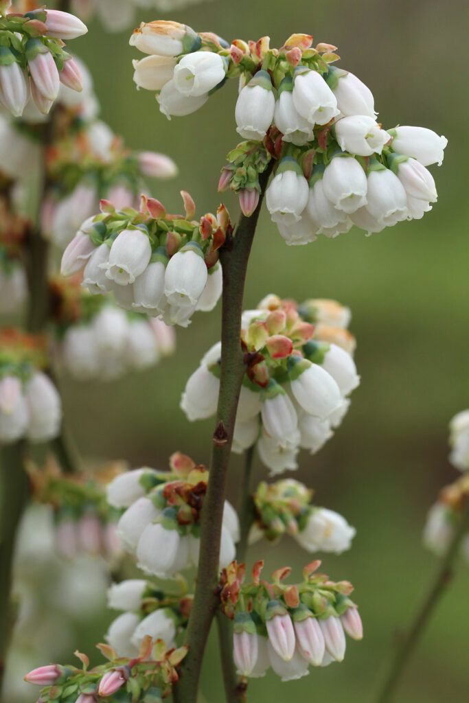 Blueberry blooms. 