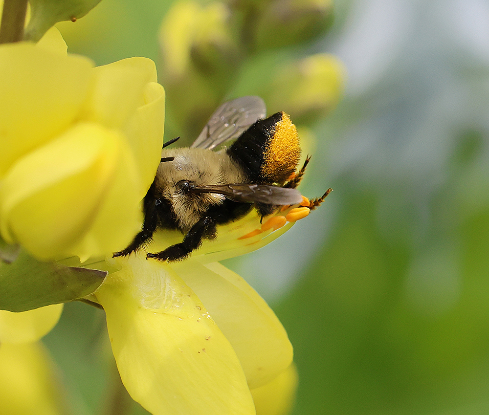Leafcutter bee on wild indigo.