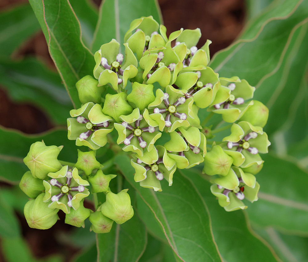 Green milkweed (Asclepias viridis).