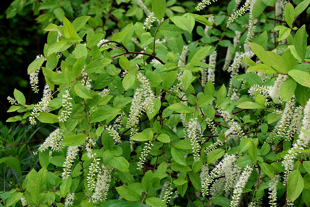 Virginia sweetspire (Itea virginica).